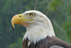 Bald Eagle. Photo by Bruce Hallman/USFWS.